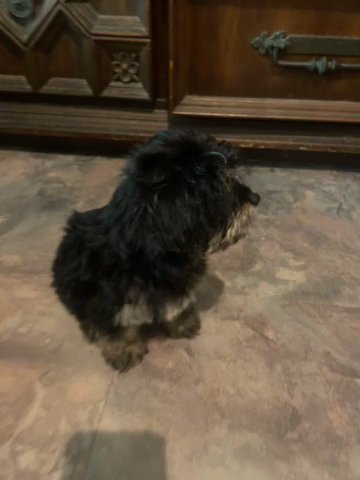 Yorkie Puppy in Cape Coral, Florida