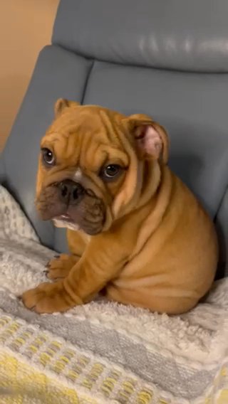 English Bulldog in Winter Garden, Florida