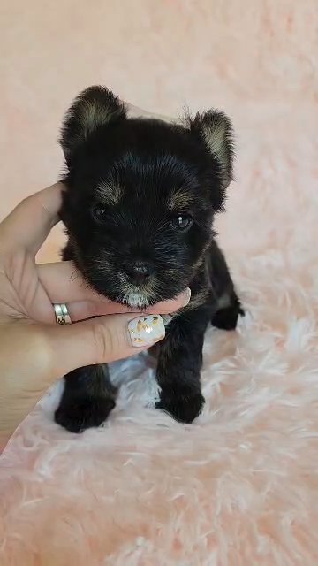 AKC Extreme dark Yorkie Diamond in Greenwood, South Carolina