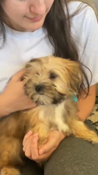 Mugzy, Little Morkie in State College, Pennsylvania