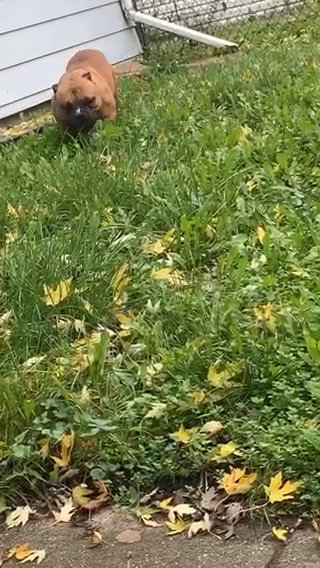 Great STUD With A Perfect Pedigree ???looking For Females To Breed To in Chicago, Illinois