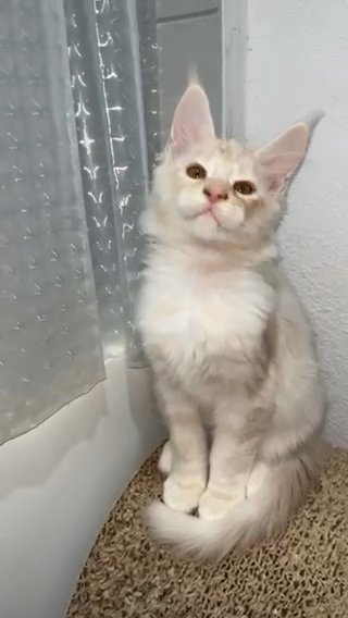 Maine Coon Kitten in Los Angeles, California