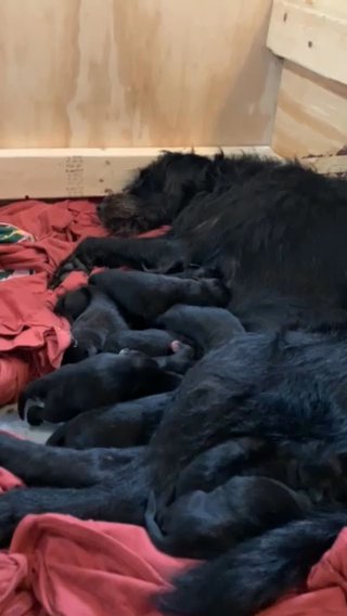 Shepollie Pointer Puppies For Sale in South Bend, Indiana