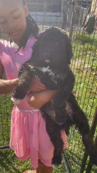 tri colored poodle in Huntington, West Virginia