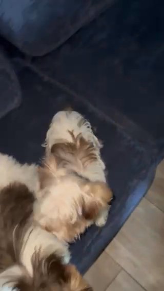 Female Yorkie / AKC / Chocolate Parti Color in Raleigh, North Carolina