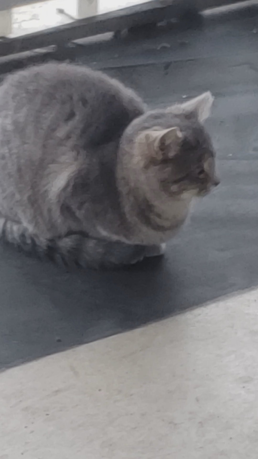 Free Cats and Kittens in Grand Rapids, Michigan