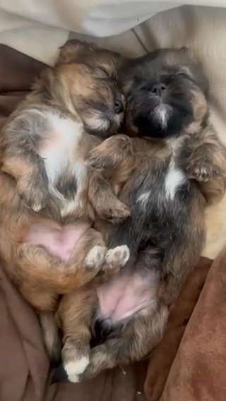 Shorkies❤️❤️❤️❤️ in Euclid, Ohio