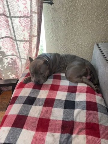 3 Year Old American Bully Looking For Retirement Home in Olympia, Washington