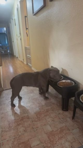 1 Year Old American Bully Female in Olympia, Washington