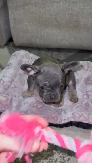 Blue & Tan Frenchie Girl in Tampa, Florida