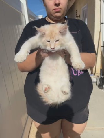 Maine Coon Kitten in Los Angeles, California