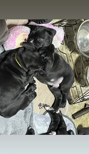 Cane Corso Puppies in Portsmouth, Virginia