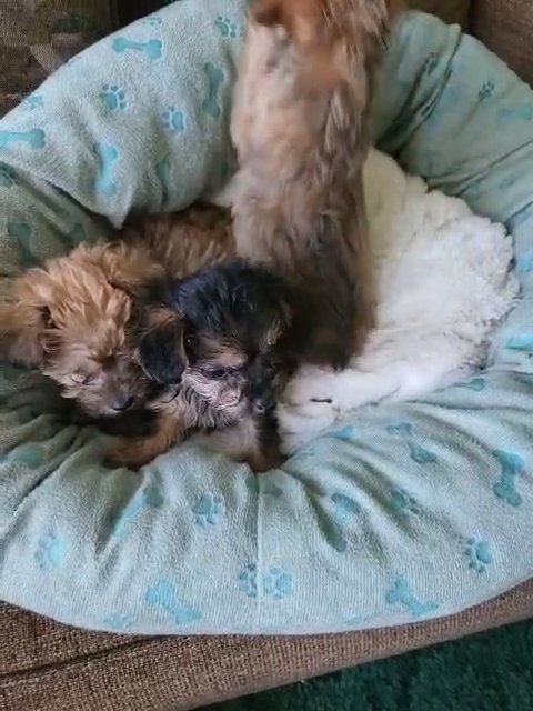 Yorkiepoo in Laurinburg, North Carolina