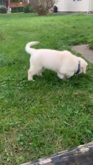 12 Week Old Golden retriever Puppy in Lebanon, Pennsylvania