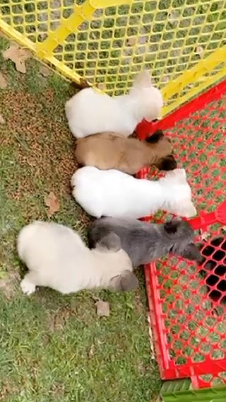 Fluffy Frenchies in Fort Worth, Texas