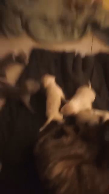 Pit-Corso Puppies in New York City, New York