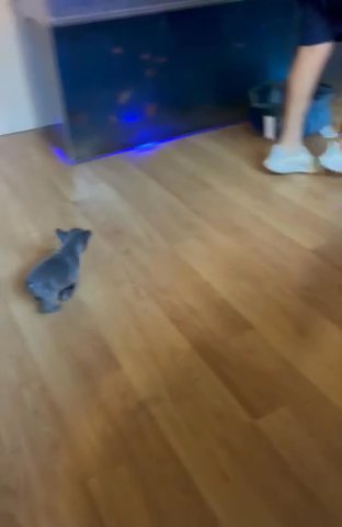French Bulldog Puppy in San Jose, California