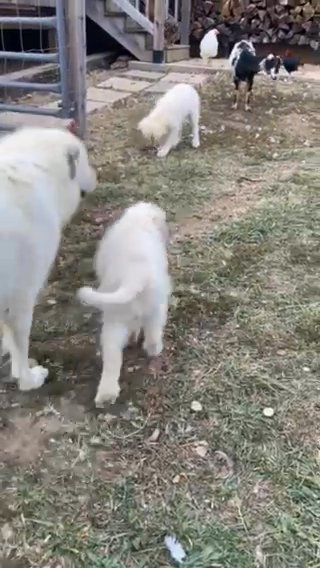 Great Pyrenees Puppies in Westminster, Maryland
