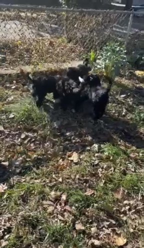 Bernedoodle Puppies in St. Paul, Minnesota
