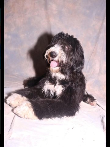 Sheepadoodle Male Yarrow in Lincoln, California