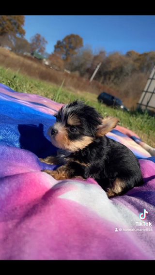 TeaCup Yorkie in Cookeville, Tennessee