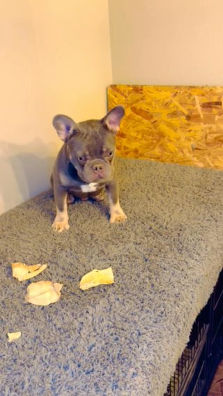 French Bulldog in Florence, Arizona