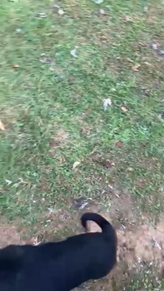 Shep in Mount Airy, North Carolina