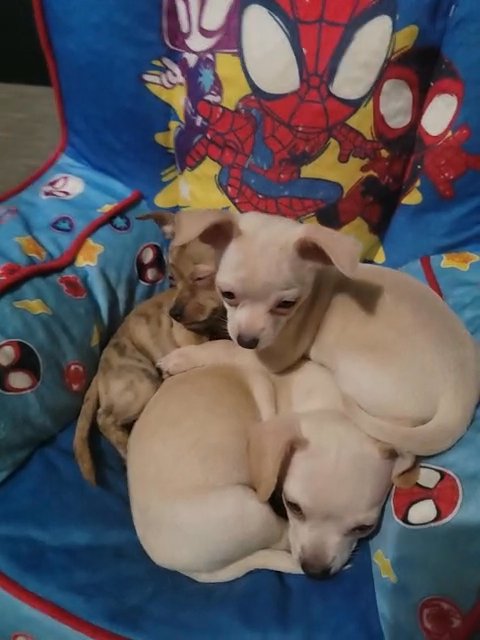 Chihuahua Puppies in Thornton, Colorado