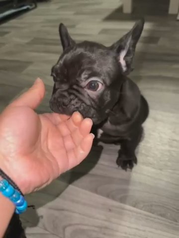 Black Frenchie in Little Elm, Texas