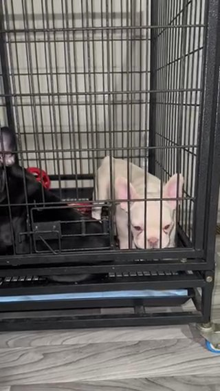 French Bulldog in Little Elm, Texas