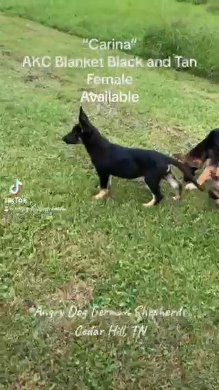 AKC German Shepherd Female in Nashville, Tennessee