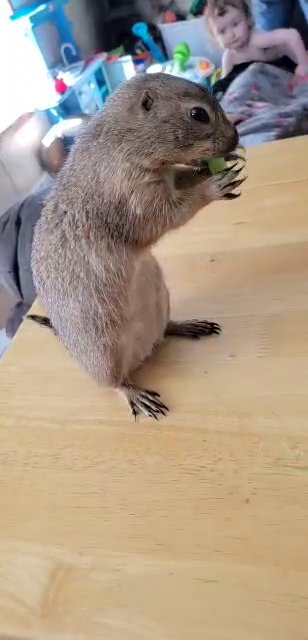 Prarie dog!! (cage, some food, and some bedding included) really whatever I have left. in Cumru, Pennsylvania