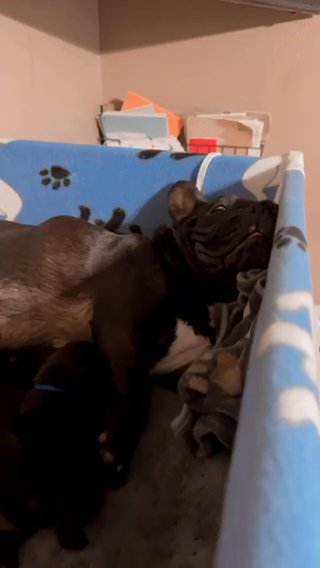 Fluffy Carrier Frenchies in Glendale, Arizona