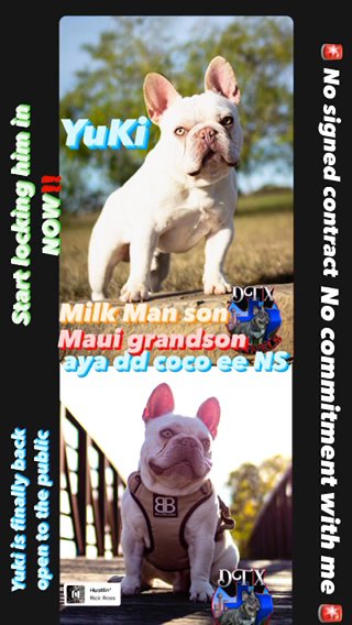 French Bulldog Stud in Little Elm, Texas