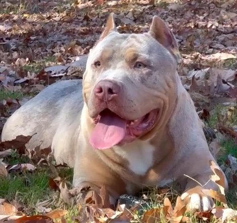 This Handsome Guy Is Looking For A Forever Family! in Fredericksburg, Virginia