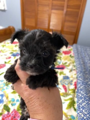Ziggy in Clarksville, Tennessee
