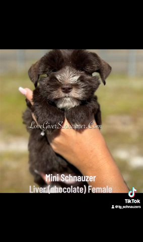 Female Liver Mini Schnauzer in Sebring, Florida
