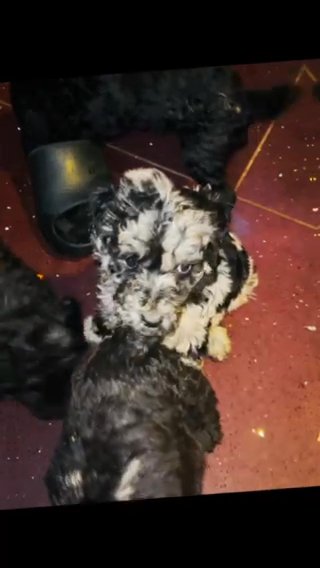 Standard Poodle Puppies in Los Angeles, California