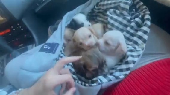 puppies in Houston, Texas
