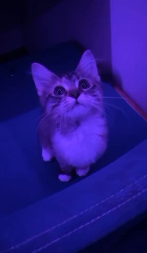 6 Month Old Spayed Kitten in Dubuque, Iowa