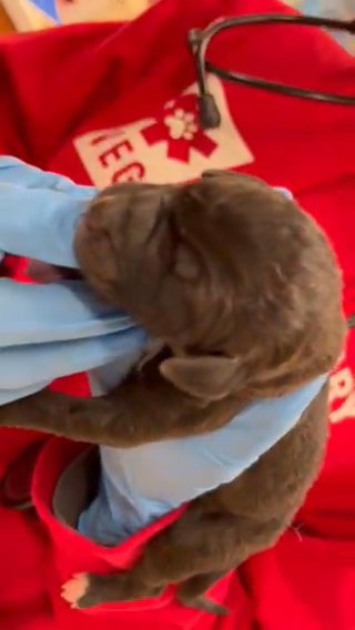 Great Dane x Golden doodle Pups in Providence, Rhode Island