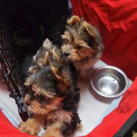 AKC yorkies in Newton, North Carolina