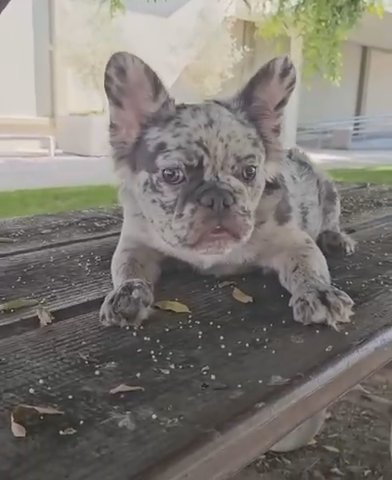 Blue Merle Fluffy Male French Bulldog 8 Months Old in Riverside, California