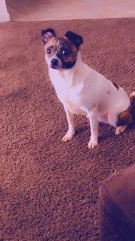 Pomchi Dog in Killeen, Texas