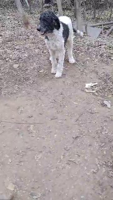 poodle in Tulsa, Oklahoma