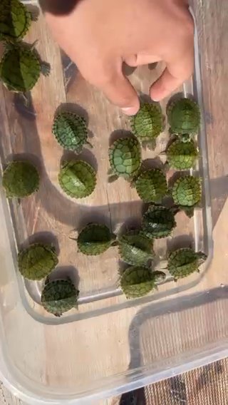 Baby turtles in San Jose, California