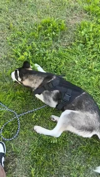 Siberian Husky Puppy in West Covina, California