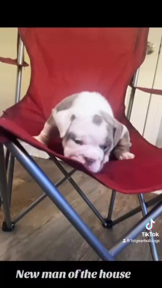 Snoopy in New York City, New York