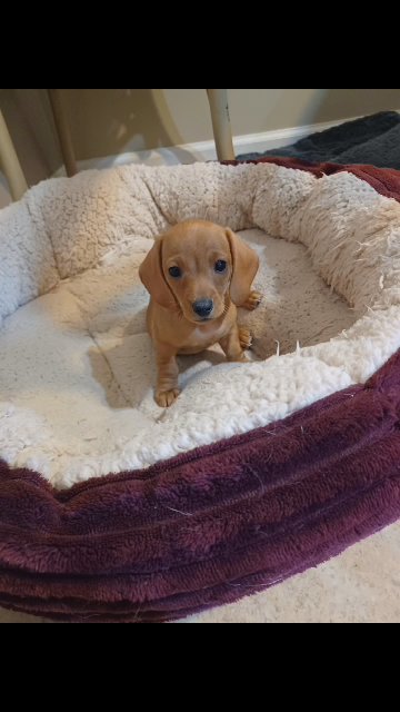 sweet Penny in Charlotte, North Carolina