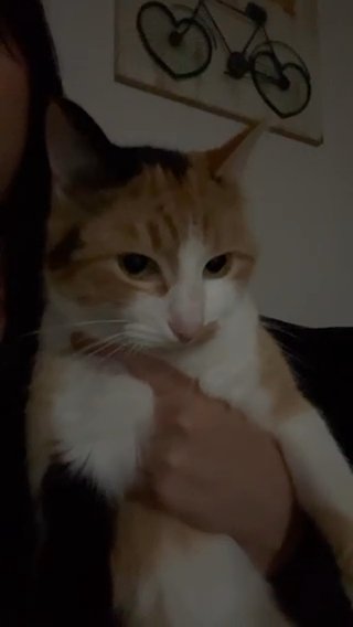 Rehoming My Cat in Kent, Washington